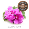 Arom Express Geranium